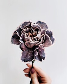 花特写