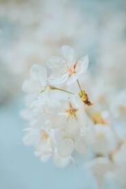 白色花