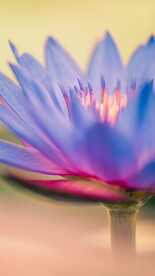 蓝紫色的花