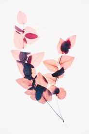 粉色叶子