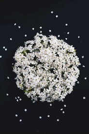 小白花