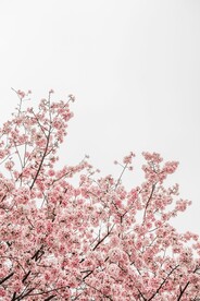 粉色桃花