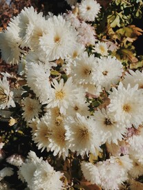 白色菊花