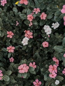 盛开的花