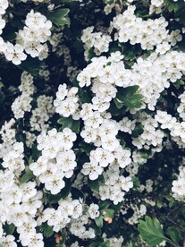 小白花