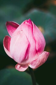 莲