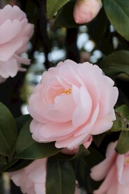 盛开的花