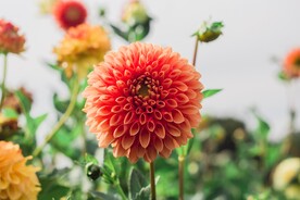 红色乒乓菊
