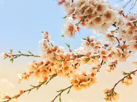 盛开的杏花