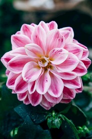 鲜花特写