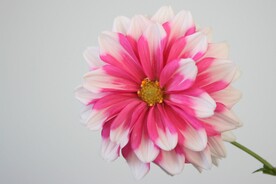 红色花特写