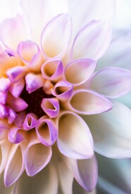 鲜花特写