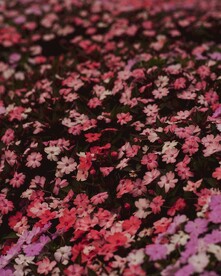 粉色小花