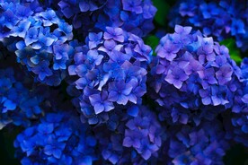 紫色花团