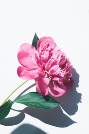 花朵特写