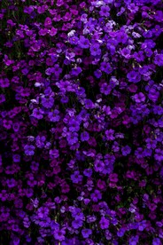 紫色鲜花背景