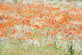 花海
