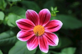 红色小花