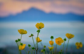 小黄花