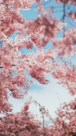 粉色樱花