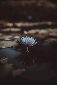 莲花