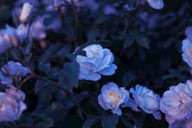 紫色花瓣 