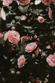 鲜花背景