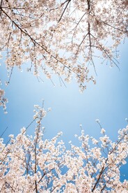 蓝天下的白色樱花