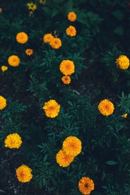 黄色菊花