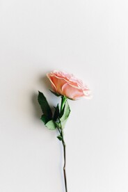 粉色玫瑰