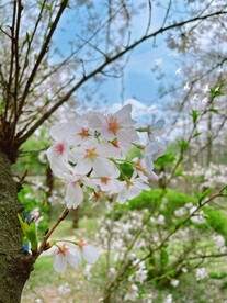 樱花