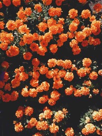 橘色的花