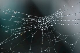 蜘蛛网