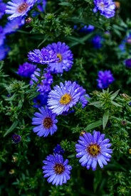 蓝色的花