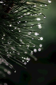水珠