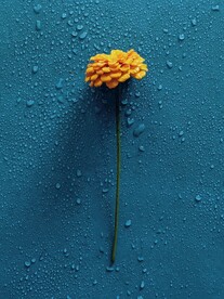 鲜花