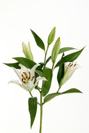 百合