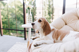 阿图瓦犬