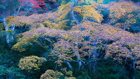 严岛神殿  