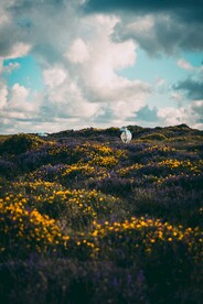 花田