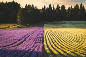 花田