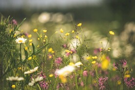 鲜花野地