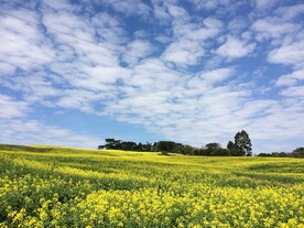 油菜地