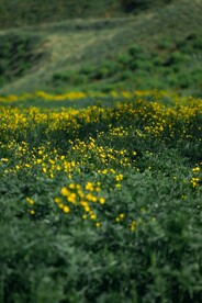 满山的花