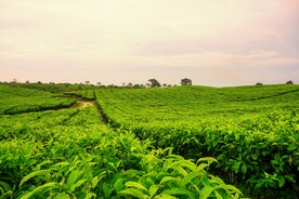 茶园