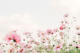 格桑花