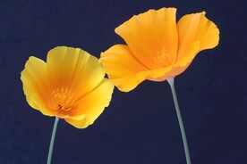 格桑花