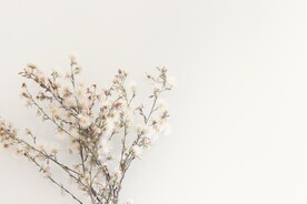 花枝 