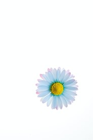 鲜花背景