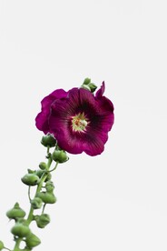 鲜花